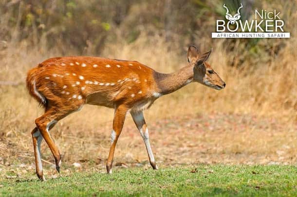 Bushbuck female with no horns  and lighter colour.