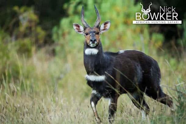 Bushbuck male in the undergrowth. Bushbuck males have horns while females do not.