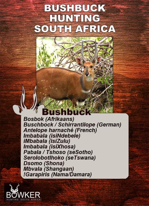 Bushbuck names in local African languages.