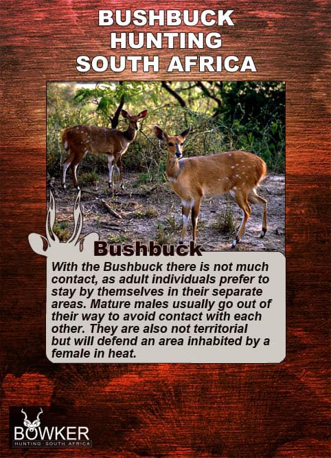Bushbuck do not have much contact with each other.