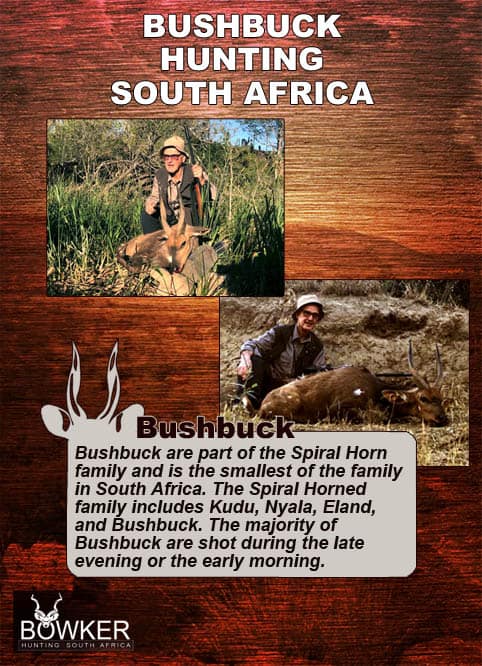 They are members of the spiral horn family.