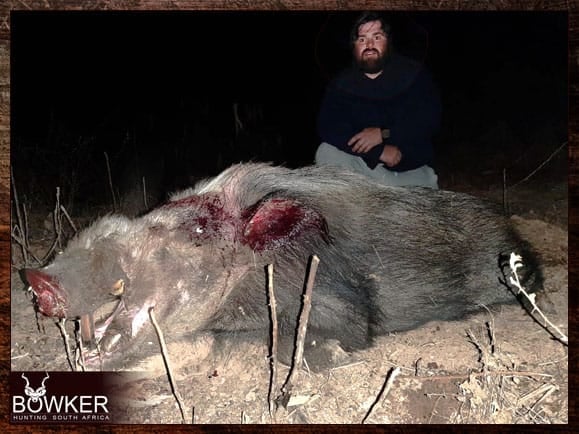 Bushpig hunting in South Africa.