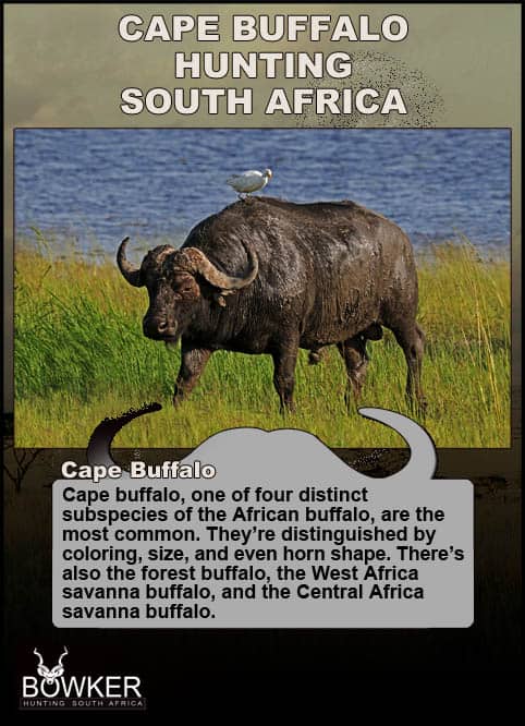 Cape Buffalo and other sub species