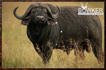 Buffalo male in the savanna. Buffalo big game hunting package