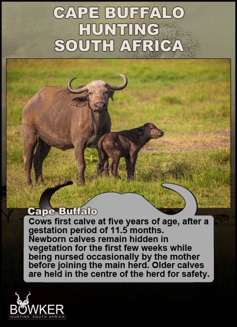Cape Buffalo breeding habits