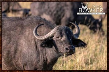Buffalo cow in the grass lands. Buffalo cow gemsbok hunting package.