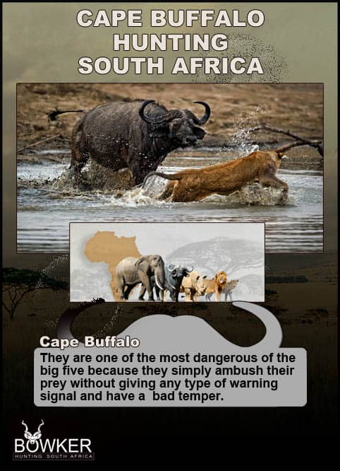 Cape Buffalo are considered dangerous game and are part of the big 5 