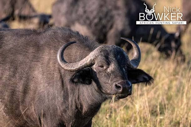 Buffalo female in the open grasslands. 
