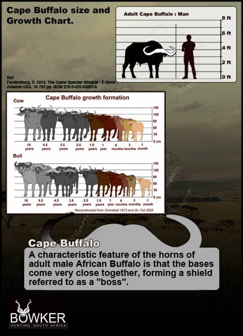 Cape Buffalo growth chart to adulthood