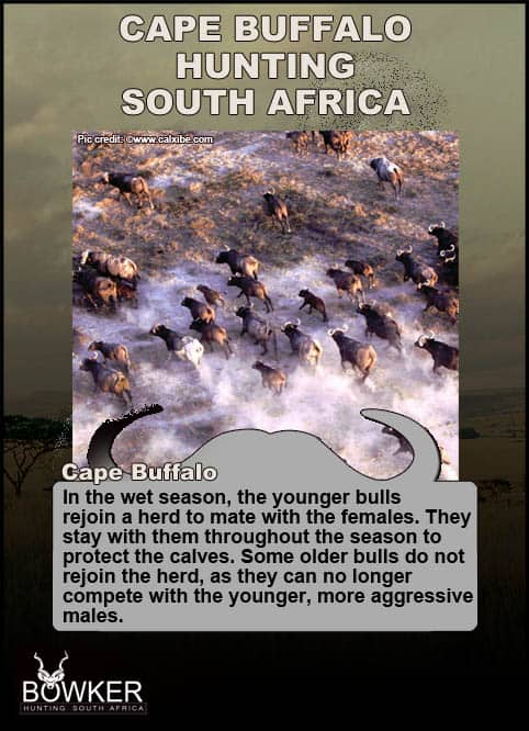 Cape Buffalo herd behaviour.