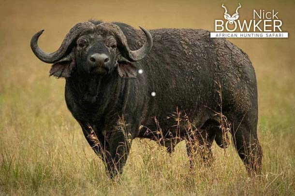 [06/2023] Cape Buffalo Facts