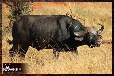 Cheap cape buffalo hunting packages.