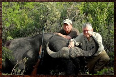 Buffalo trophy shot as part of a Cape Buffalo package