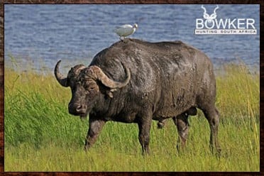 Buffalo bull near water. Buffalo Lechwe hunting package.