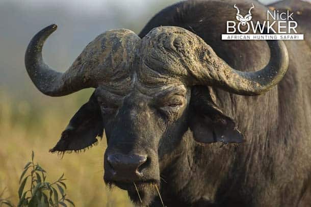 Old Buffalo Bull. Note the large hard boss. 