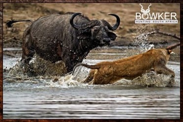 Buffalo chasing lion. Buffalo Nyala hunting package.