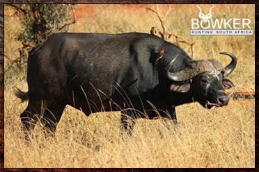 Buffalo male in the bush. Buffalo roan hunting package.