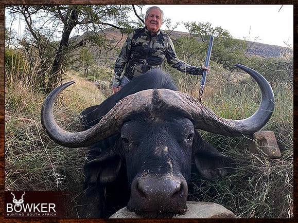 Cape buffalo hunting in South Africa.
