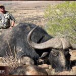 Cape Buffalo trophy hunting in South Africa.