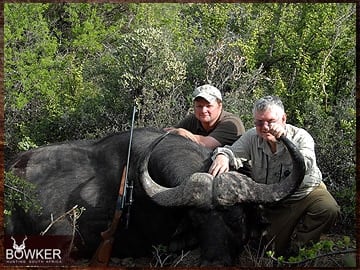 Cape Buffalo trophy hunting in South Africa.
