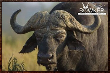 Buffalo bull. Old Buffalo male. Buffalo waterbuck hunting package.