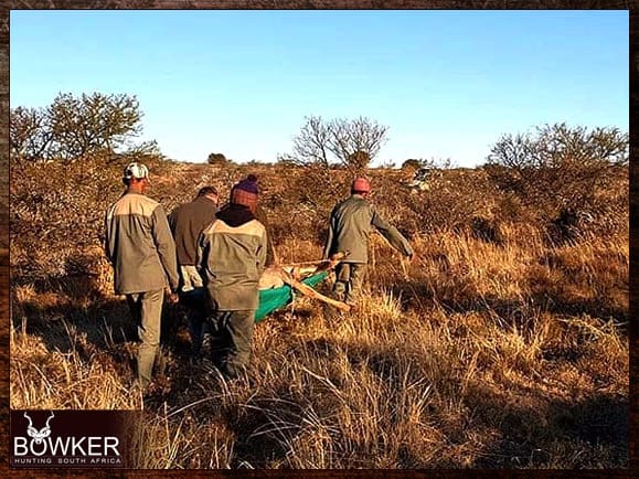 Carrying a Kudu shot on our African safari