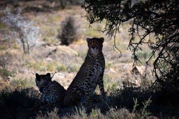 Enjoy cheetah taking while on your hunt in South Africa