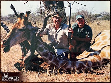 Giraffe hunted with client. Nick Bowker Hunting.