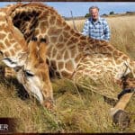 Client with a giraffe trophy on an African big game hunting safari.