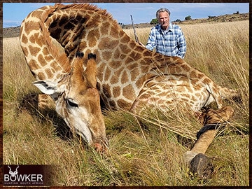 Client with a giraffe trophy on an African big game hunting safari.