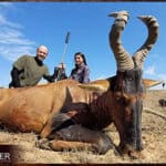 Client Red hartebeest shot in South Africa on a plains game hunt.