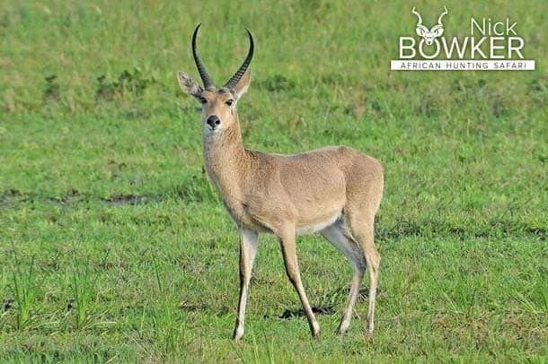 Common reedbuck hunting in South Africa.