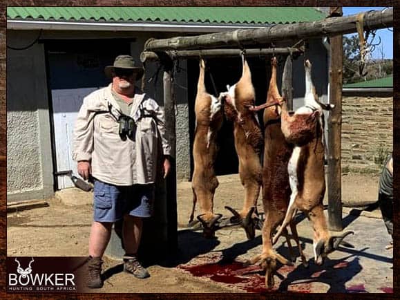 Springbok shot on an African safari cull hunt.