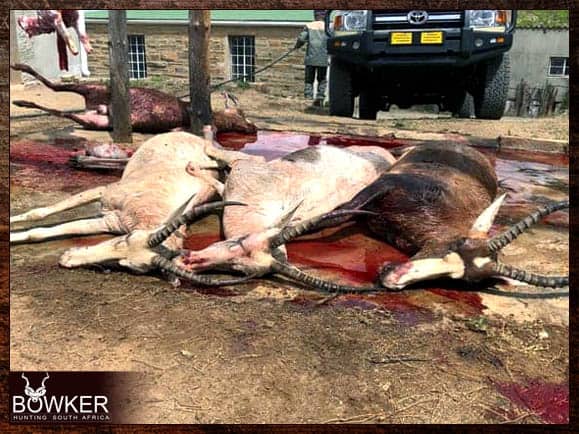 White and common blesbok shot on an African cull hunt.