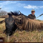 Discount african blue wildebeest hunt safari with Nick Bowker.