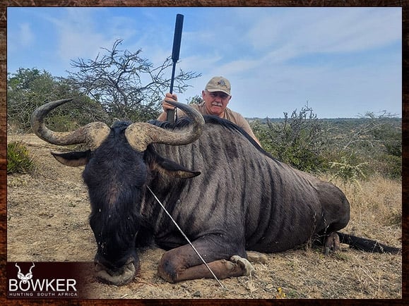 Discount african blue wildebeest hunt safari with Nick bowker.