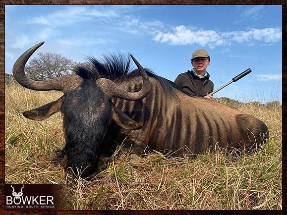 Discount african blue wildebeest hunt safari with Nick bowker.
