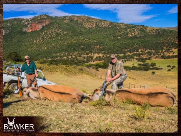 Two Eland trophies