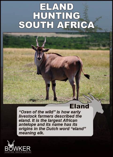 Eland bull. Eland are the largest African antelope.