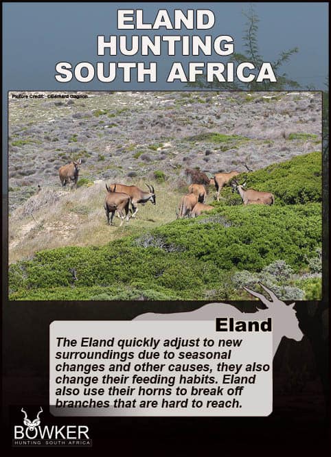 Eland can adjust their feeding habits
