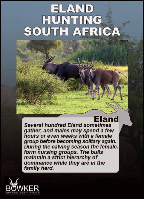 Eland herd. Eland bulls maintain a strict hierachy.