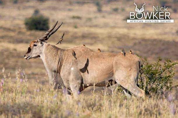 Shot placement should be on the bottom third of the shoulder for Eland hunting.