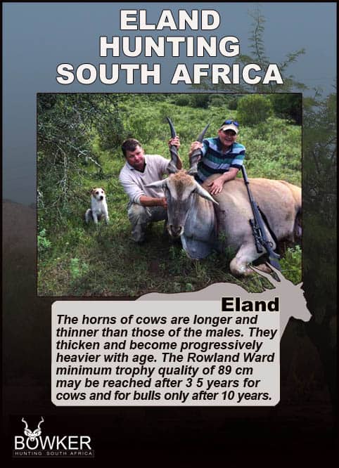 Eland hunting. Horns become progressively heavier with age.