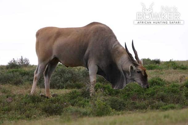 Male grazing in Africa. Mature males are large.