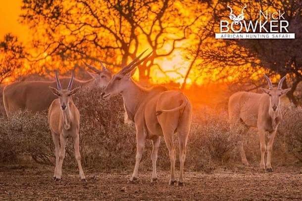 Females in the sunset with male in the background.