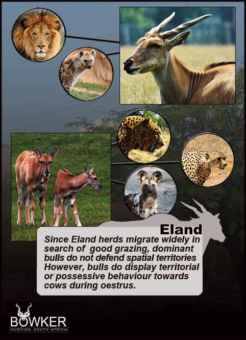 Predators include wild dog. Eland migrate widely.