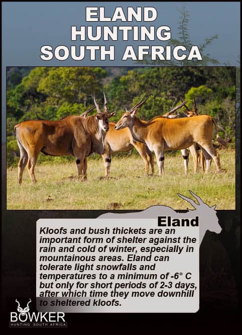 Eland can tolerate low temperatures and shelter in valleys.