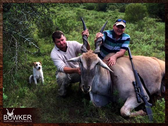 Eland trophy shot in South Africa