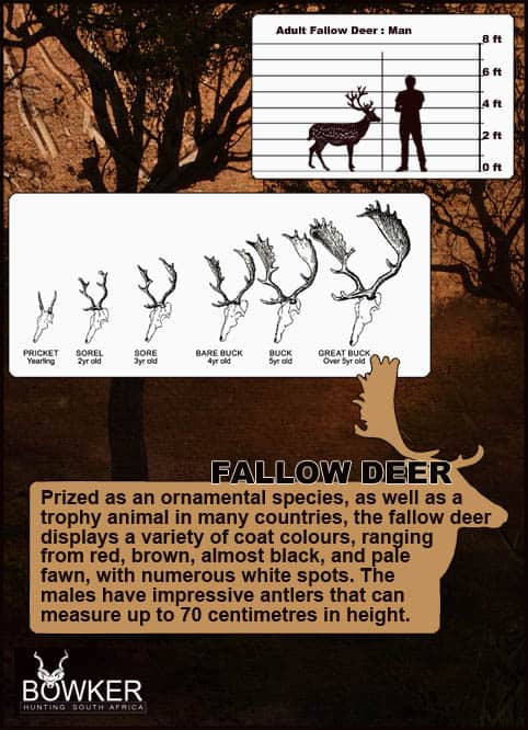 Fallow deer antler growth over time.