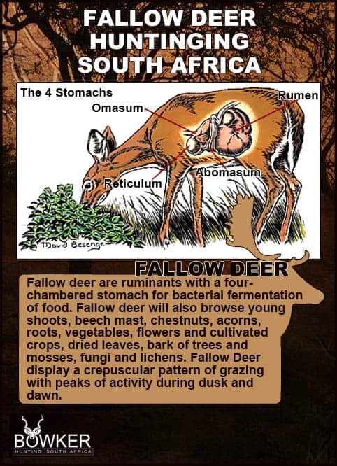 Fallow deer digestion